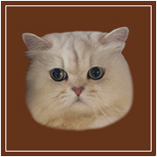 MARIEBELLE Special Collaboration